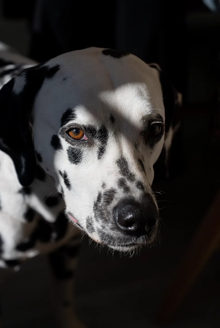 Close-up portrait of a Dalmatian's face in dramatic side light